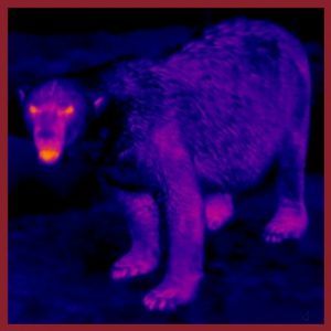 10 Things An Infrared Camera Can Be Used For